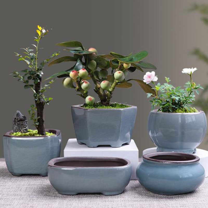 Bonsai Gardenia - Retro Ceramic Flower Pot Asparagus Succulent