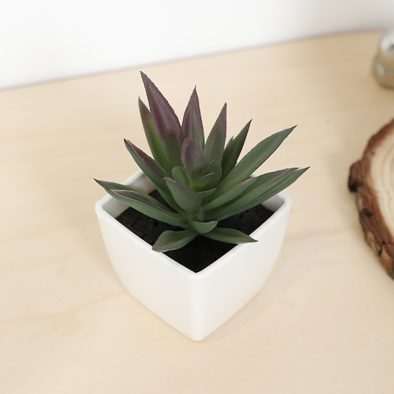 Bonsai Garden Zen - Mini Artificial Succulent Fairy Cup Small