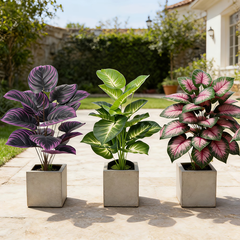3pc Featuring Various Large-Le - Bonsai Garden Zen 评论和价格