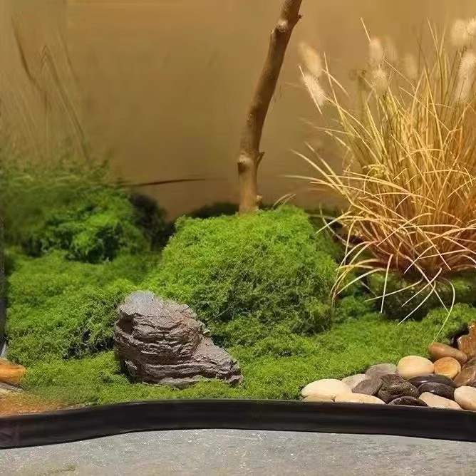 200g Eternal Life Moss DIY Cra - Bonsai Garden Ideas 评论和价格