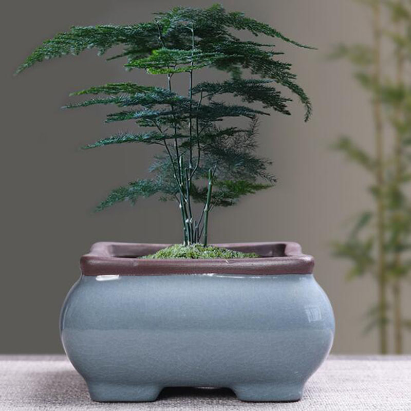Retro Ceramic Flower Pot Aspar - Bonsai Gardenia 评论和价格