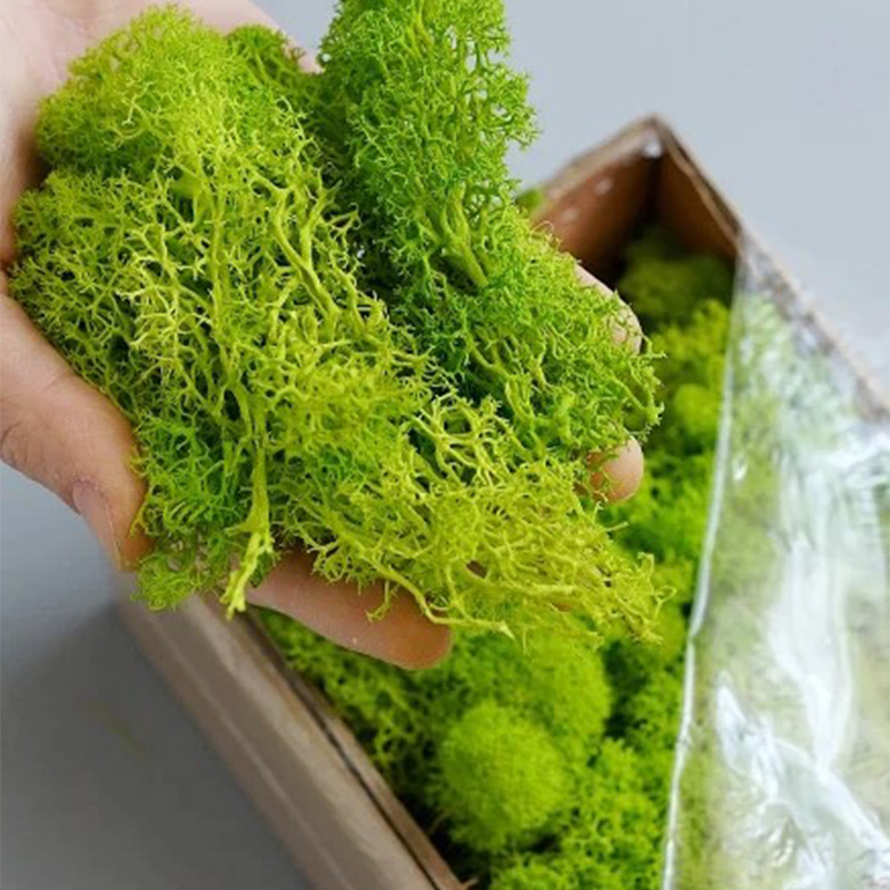 100/200/500g Eternal Life Moss - Bonsai Garden Ideas 评论和价格