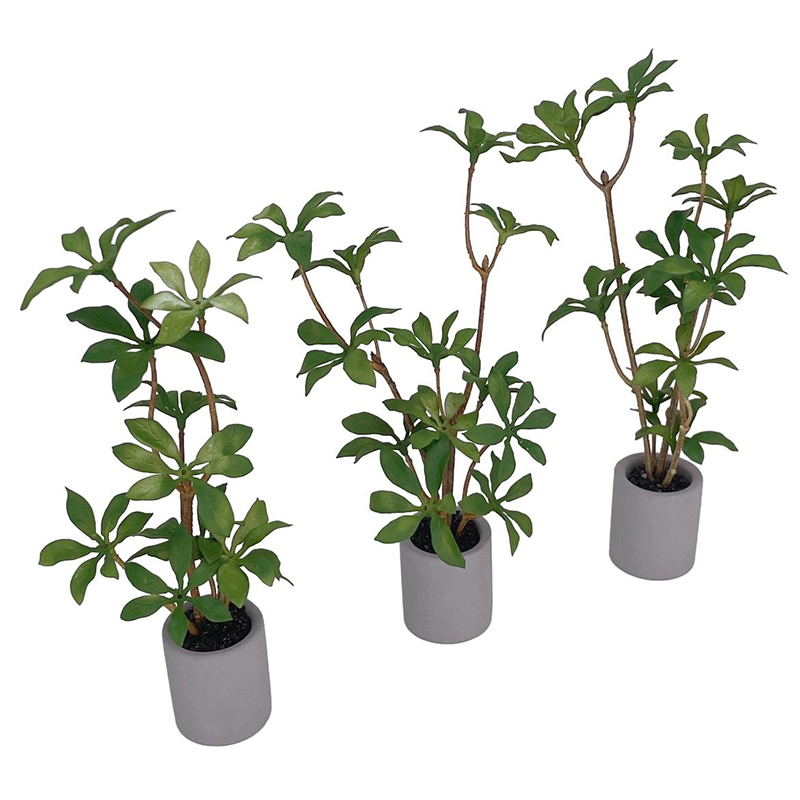 1:6 Dollhouse Miniature Potted - Bonsai Gardenia 评论和价格